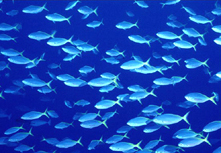 omega 3 fatty acid omega 3 fatty acid