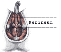 perineum massage and a bent penis 2 perineum massage and a bent penis 2