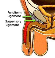 penis lengthening surgery, Suspensory ligaments penis lengthening surgery, Suspensory ligaments