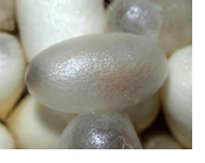 serrapeptase and Peyronies Disease serrapeptase and Peyronies Disease