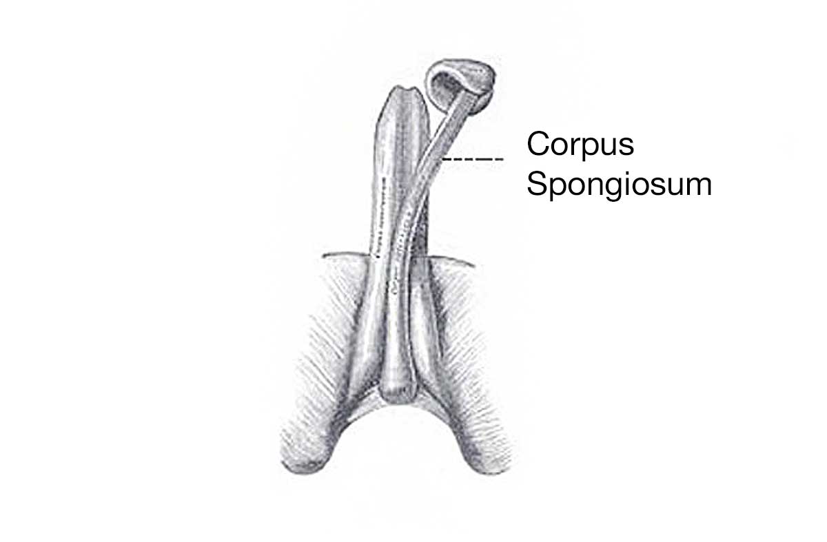 corpus spongiosum during erection