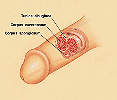 corpus spongiosum diagram