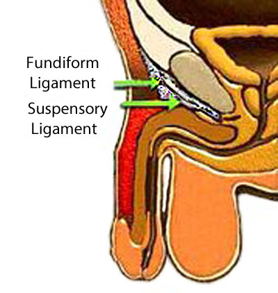 penis lengthening surgery, suspensory ligament