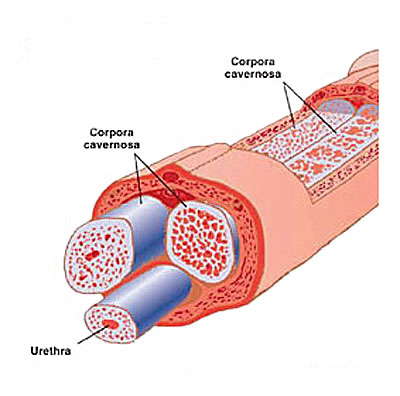 Causes of erection problems inside the penis