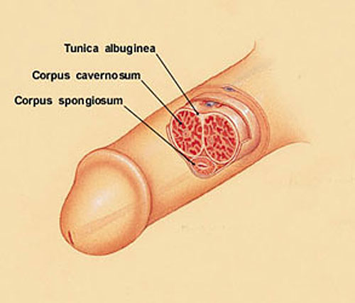 a fractured penis occurs on the inside chambers