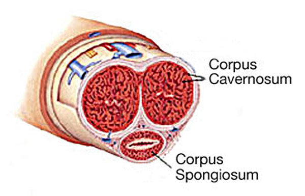 what is a broken penis?