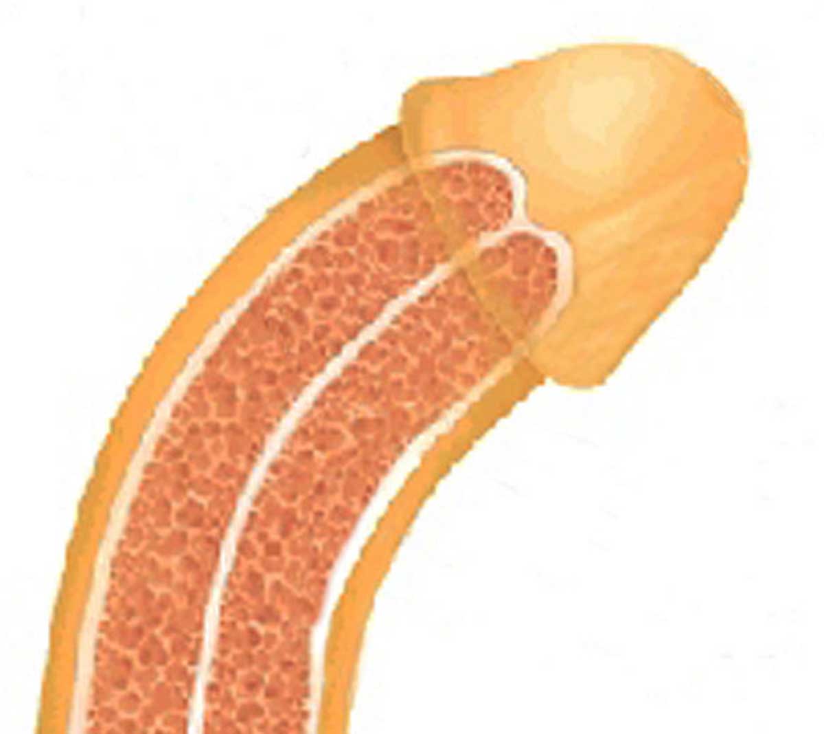 penis curve