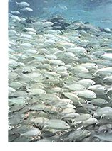omega 3 fatty acids from fish