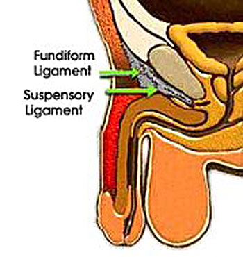 penis augmentation surgery is worthless for male enhancement